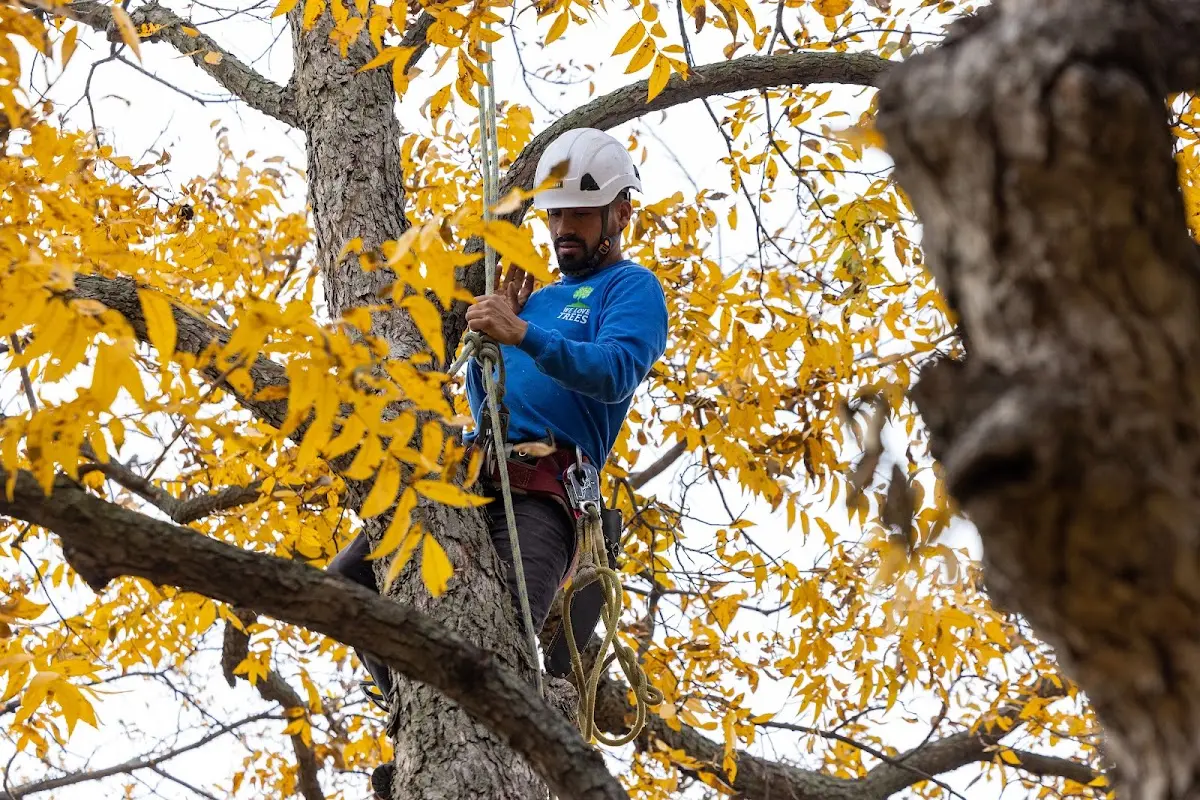 Skilled Storm Damage Cleanup crew working in Lyndora